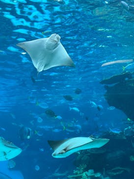 名古屋港水族館に投稿された画像（2023/8/9）