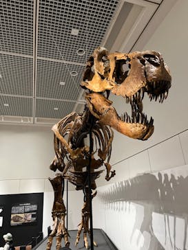 大阪市立自然史博物館に投稿された画像（2023/8/9）