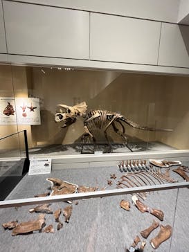 大阪市立自然史博物館に投稿された画像（2023/8/9）