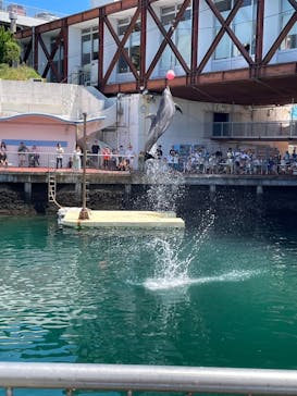 伊豆・三津シーパラダイスに投稿された画像（2023/8/9）