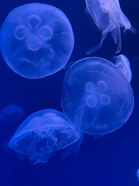 大分マリーンパレス水族館 「うみたまご」に投稿された画像（2023/8/9）