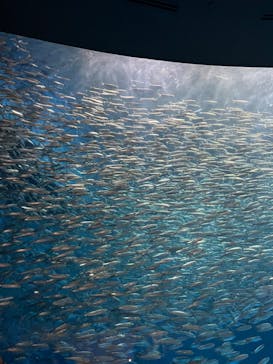 名古屋港水族館に投稿された画像（2023/8/9）