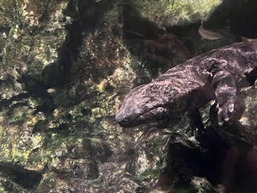 京都水族館に投稿された画像（2023/8/9）