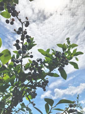 ブルーベリーガーデン岐阜に投稿された画像（2023/8/9）