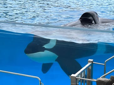 名古屋港水族館に投稿された画像（2023/8/9）