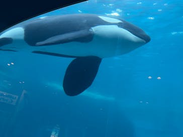 名古屋港水族館に投稿された画像（2023/8/9）