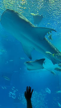 沖縄美ら海水族館に投稿された画像（2023/8/9）