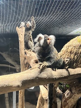 カワスイ 川崎⽔族館に投稿された画像（2023/8/10）