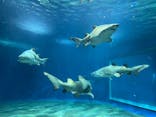 アクアワールド茨城県大洗水族館に投稿された画像（2023/8/10）
