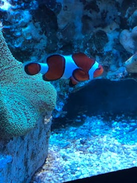 アクアワールド茨城県大洗水族館に投稿された画像（2023/8/10）