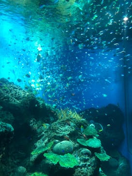 アクアワールド茨城県大洗水族館に投稿された画像（2023/8/10）