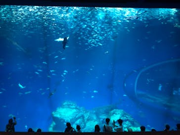 アクアワールド茨城県大洗水族館に投稿された画像（2023/8/10）
