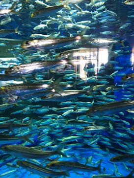 アクアワールド茨城県大洗水族館に投稿された画像（2023/8/10）