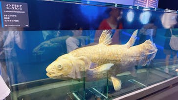 特別展「海　―生命のみなもと―」（国立科学博物館）に投稿された画像（2023/8/10）