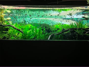 カワスイ 川崎⽔族館に投稿された画像（2023/8/10）