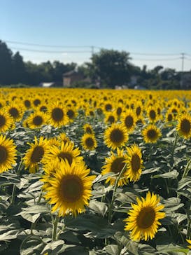 成田ゆめ牧場に投稿された画像（2023/8/10）
