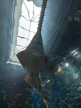 マクセル アクアパーク品川に投稿された画像（2023/8/10）