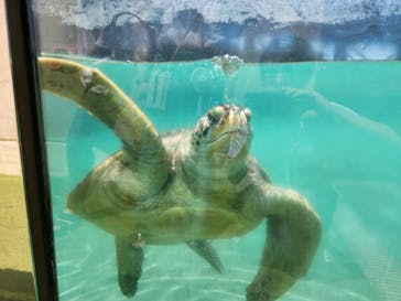 新江ノ島水族館に投稿された画像（2023/8/10）