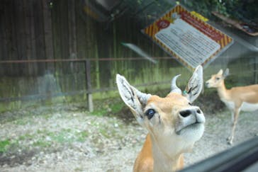 那須サファリパークに投稿された画像（2023/8/10）