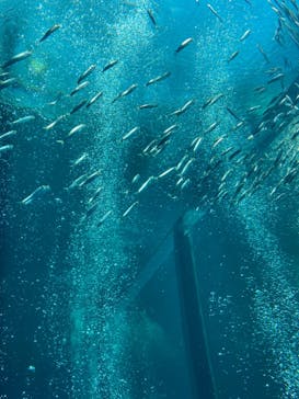 環境水族館アクアマリンふくしまに投稿された画像（2023/8/10）
