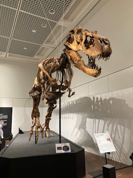 大阪市立自然史博物館に投稿された画像（2023/8/10）