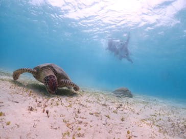 宮古島マリン GB QUESTに投稿された画像（2023/8/10）