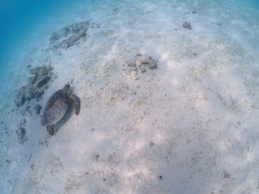 宮古島マリン GB QUESTに投稿された画像（2023/8/10）