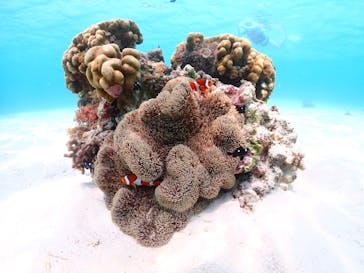 宮古島マリン GB QUESTに投稿された画像（2023/8/10）