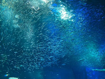 アクアワールド茨城県大洗水族館に投稿された画像（2023/8/10）