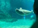 名古屋港水族館に投稿された画像（2023/8/10）
