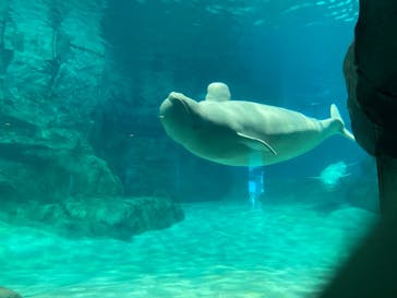 名古屋港水族館に投稿された画像（2023/8/10）