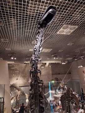 国立科学博物館に投稿された画像（2023/8/10）