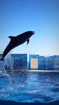 新江ノ島水族館に投稿された画像（2023/8/10）