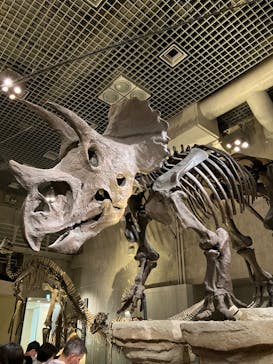 国立科学博物館に投稿された画像（2023/8/10）