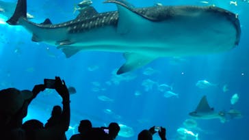 沖縄美ら海水族館に投稿された画像（2023/8/10）