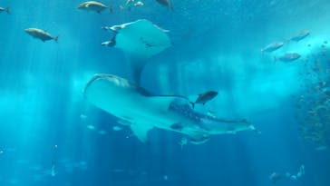 沖縄美ら海水族館に投稿された画像（2023/8/10）