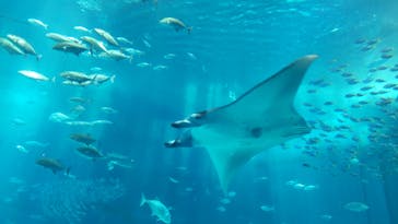 沖縄美ら海水族館に投稿された画像（2023/8/10）