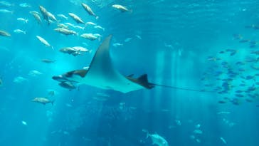 沖縄美ら海水族館に投稿された画像（2023/8/10）
