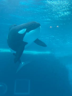 名古屋港水族館に投稿された画像（2023/8/10）