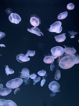 サンシャイン水族館に投稿された画像（2023/8/10）