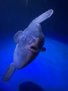 サンシャイン水族館に投稿された画像（2023/8/10）