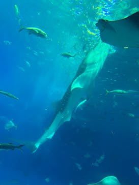 沖縄美ら海水族館に投稿された画像（2023/8/10）