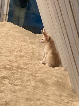 環境水族館アクアマリンふくしまに投稿された画像（2023/8/10）