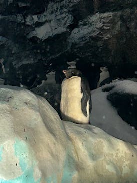 名古屋港水族館に投稿された画像（2023/8/10）