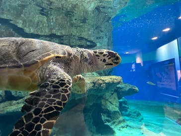 名古屋港水族館に投稿された画像（2023/8/10）