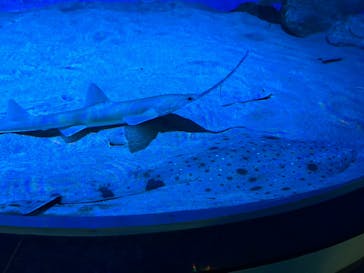 名古屋港水族館に投稿された画像（2023/8/10）