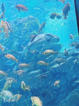 上越市立水族博物館 うみがたりに投稿された画像（2023/8/10）