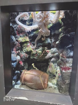 上越市立水族博物館 うみがたりに投稿された画像（2023/8/10）