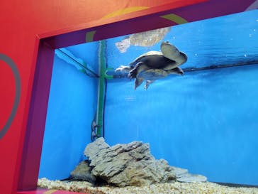 NARA KINGYO MUSEUMに投稿された画像（2023/8/10）