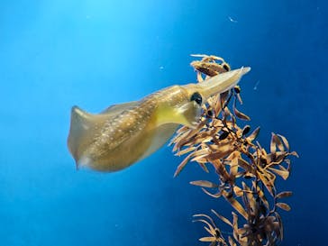 サンシャイン水族館に投稿された画像（2023/8/10）